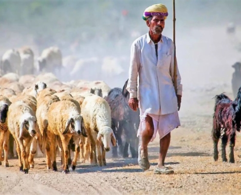 Bishnoi la comunità ambientalista del Rajasthan