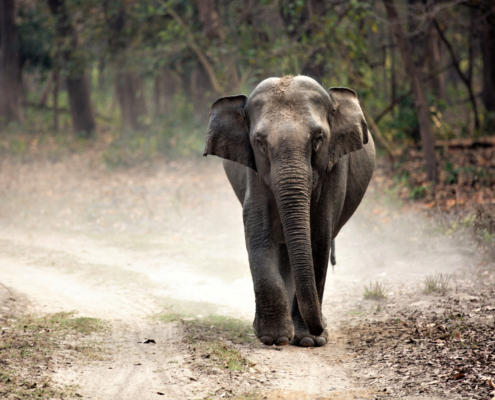 safari in India