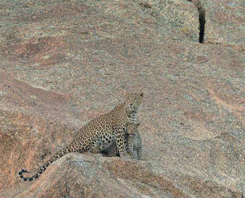 Leopardo di Bera