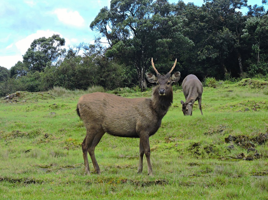 Sri Lanka parchi