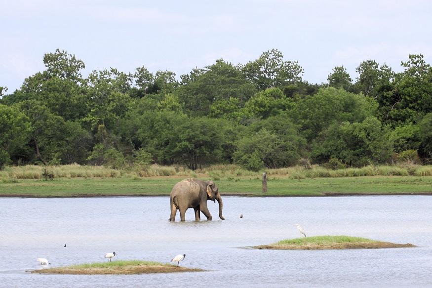 Sri Lanka guida parchi