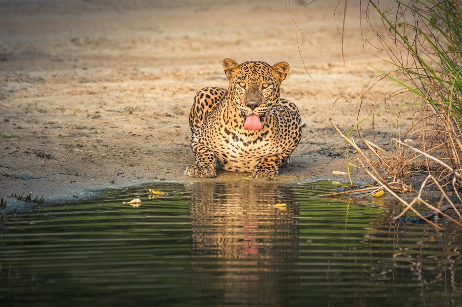 Sri Lanka parchi