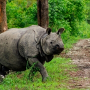 Viaggio Assam natura cultura