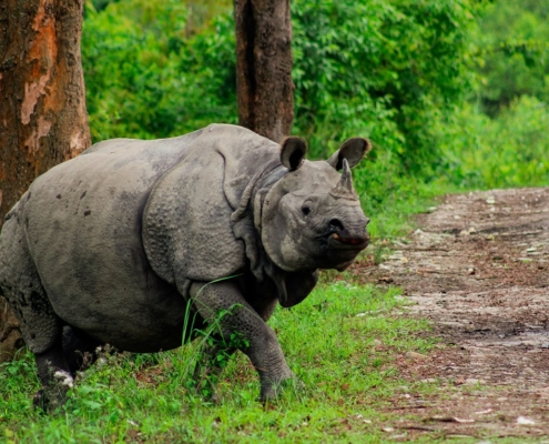 Viaggio Assam natura cultura